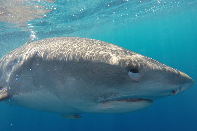 Shark Cage Diving on Oahu’s North Shore - Haleiwa Boat Harbor to the shark site: the 2-hour flow