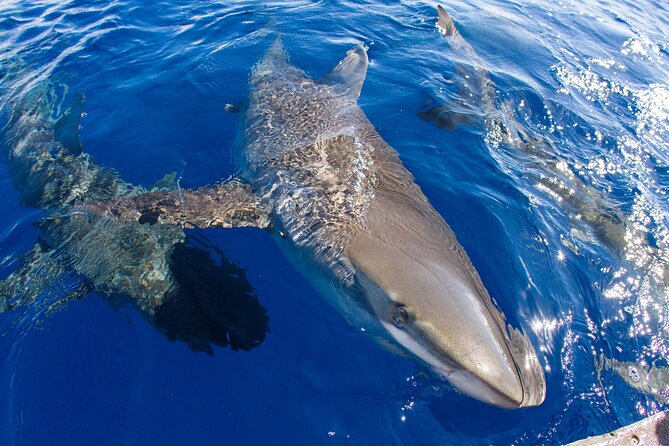 Shark Cage Diving on Oahu’s North Shore - Ocean comfort tips that can make or break the experience