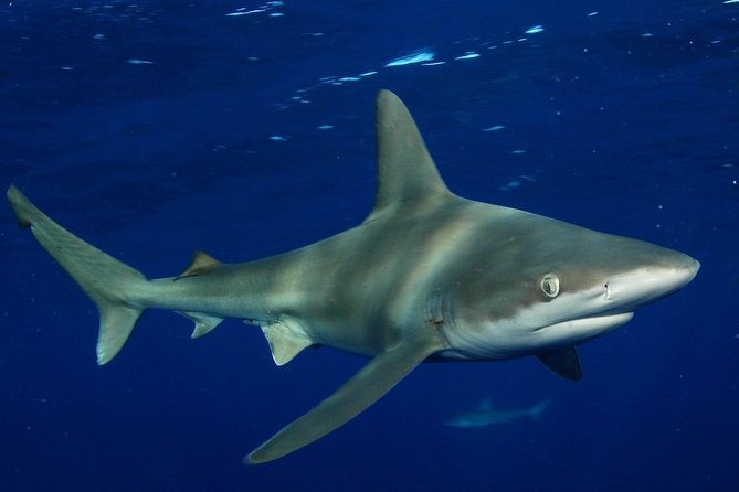 Shark Cage Diving on Oahu’s North Shore - Price and value: what $100 includes, and what it does not