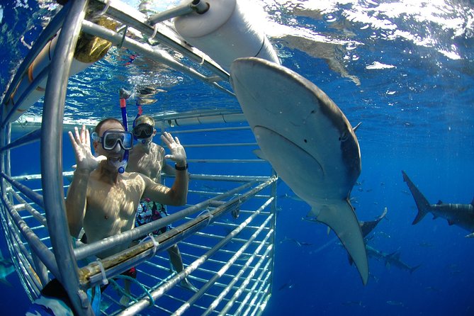 Shark Cage Diving on Oahu’s North Shore - What you’ll see through the polyglass windows