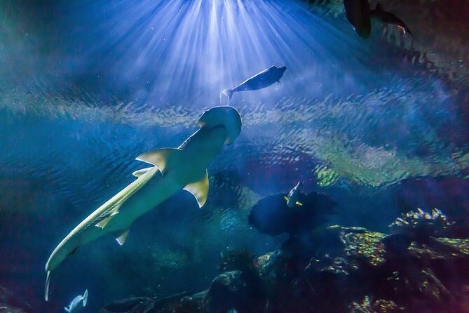 Shark Reef at Mandalay Bay Hotel and Casino - Quick takeaways