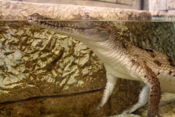 Shark Reef at Mandalay Bay Hotel and Casino - The Shipwreck tank: 30+ sharks in 1.3 million gallons