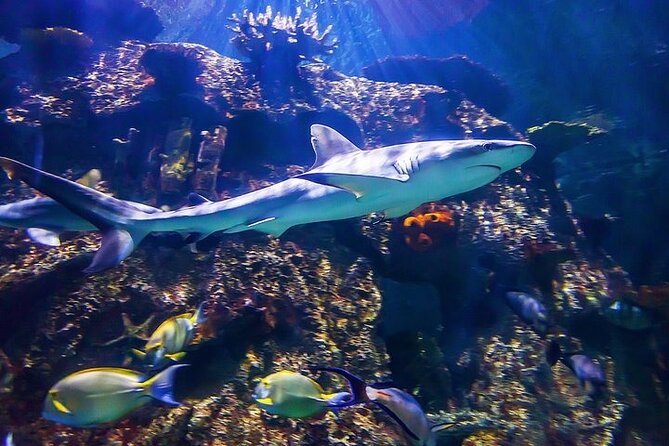 Shark Reef at Mandalay Bay Hotel and Casino - The Undersea Explorer VR Experience: the included 360º show