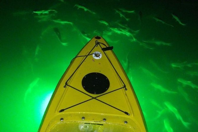 Sharkeys Glass Bottom Fish Feeding LED Night Tour St. Pete Beach - Boca Ciega Bay Aquatic Preserve: Where the Fish Viewing Gets Real