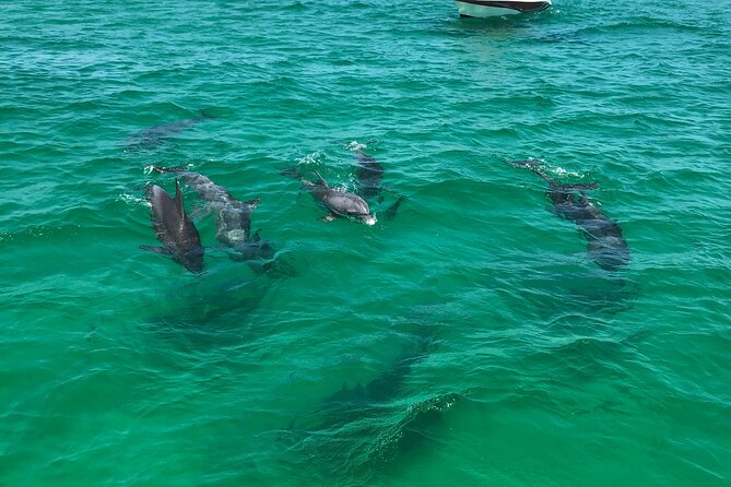 Shell Island Snorkel and Dolphin Catamaran Cruise with Island Time - Comfort, Safety, and the Rules That Affect Your Day