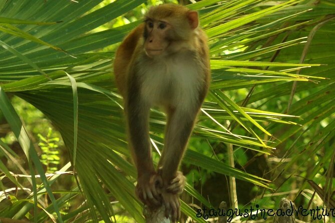 Silver Springs Clear Kayak Manatee, Monkey & Wildlife Adventures - Key Things I Think You’ll Notice Fast