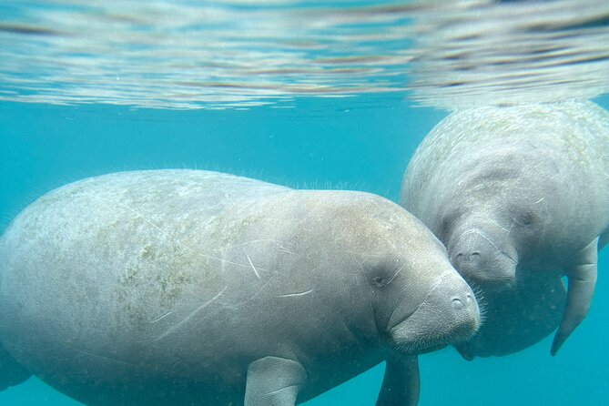Silver Springs Clear Kayak Manatee, Monkey & Wildlife Adventures - Guides Like Steve, Chris, Ashley, and Justin Make the Difference