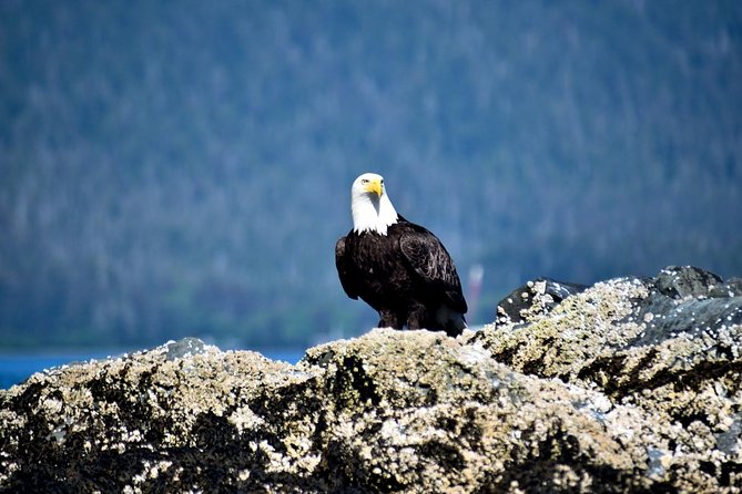 Simply Amazing Sitka Tour: Fortress of the Bear, Alaska Raptor, & Totems - Sitka in one shot, not one-more-thing