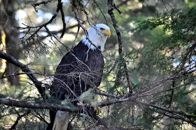 Simply Amazing Sitka Tour: Fortress of the Bear, Alaska Raptor, & Totems - The drive and photo stop by Silver Bay