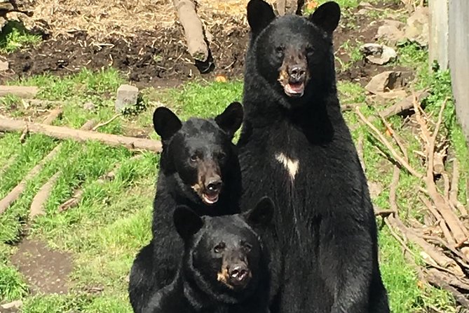 Simply Amazing Sitka Tour: Fortress of the Bear, Alaska Raptor, & Totems - Fortress of the Bear, coastal brown bears and black bears on Baranof Island
