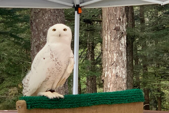 Simply Amazing Sitka Tour: Fortress of the Bear, Alaska Raptor, & Totems - Alaska Raptor Center, what rehab looks like up close