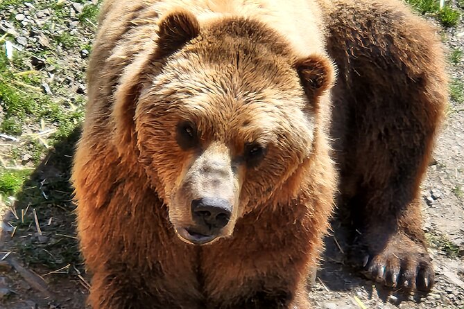 Simply Amazing Sitka Tour: Fortress of the Bear, Alaska Raptor, & Totems - Sitka National Historic Park and the totem experience