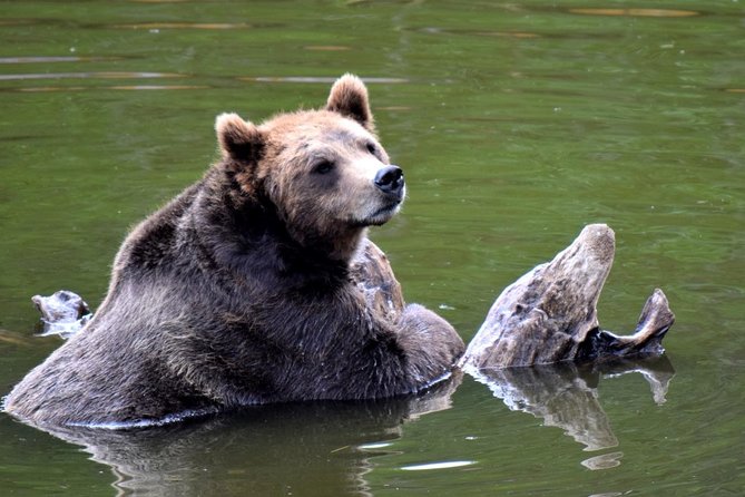 Simply Amazing Sitka Tour: Fortress of the Bear, Alaska Raptor, & Totems - The local pub finish in downtown Sitka