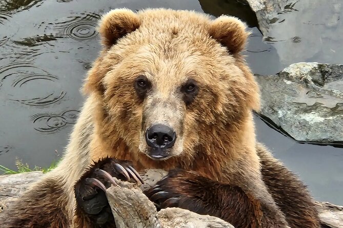 Simply Amazing Sitka Tour: Fortress of the Bear, Alaska Raptor, & Totems - Guides and group size, why it matters more than you think