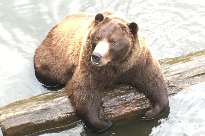 Simply Amazing Sitka Tour: Fortress of the Bear, Alaska Raptor, & Totems - Meeting at Harrigan Centennial Hall, and setting your expectations