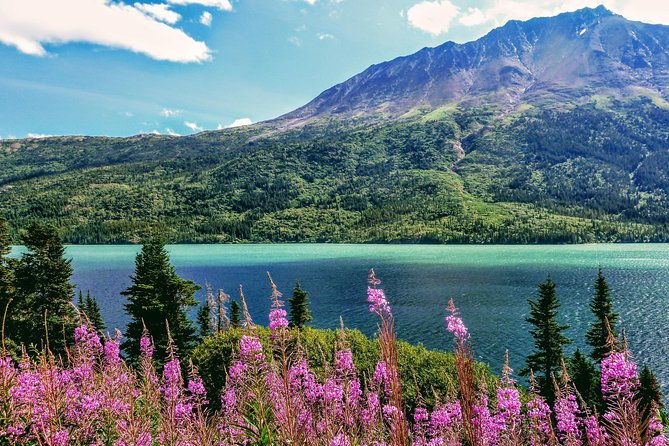 Skagway Shore Excursion: Full-Day Tour of the Yukon - The mini-bus ride and why the “views from the bus” matter