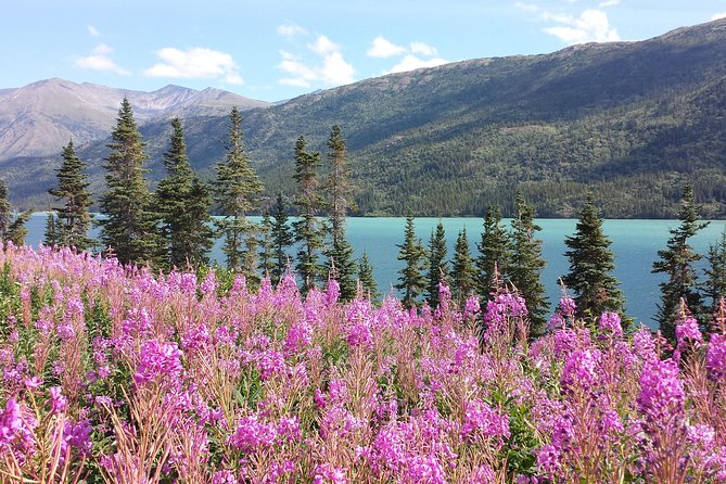 Skagway Shore Excursion: Half-Day Tour to the Yukon Border and Suspension Bridge - Key highlights I’d prioritize before you book