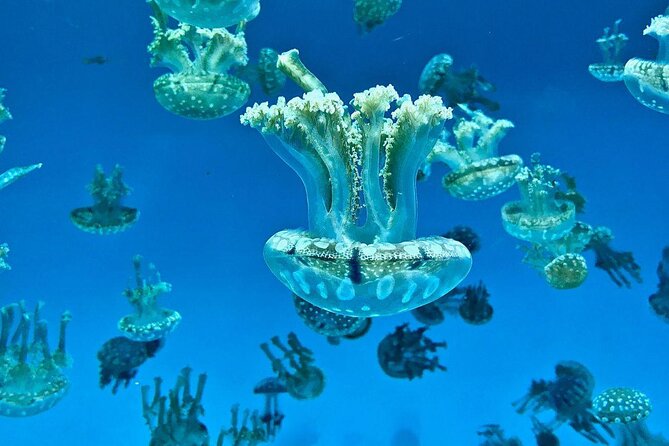 Skip the Ticketing Line: Aquarium of the Pacific General Admission Ticket - Key highlights worth planning around