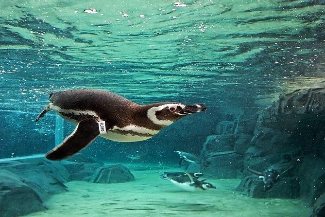 Skip the Ticketing Line: Aquarium of the Pacific General Admission Ticket - Skip-the-line entry that sets the tone for your visit