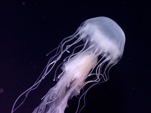Skip the Ticketing Line: Aquarium of the Pacific General Admission Ticket - Entering through the galleries: how to get the most in your limited time