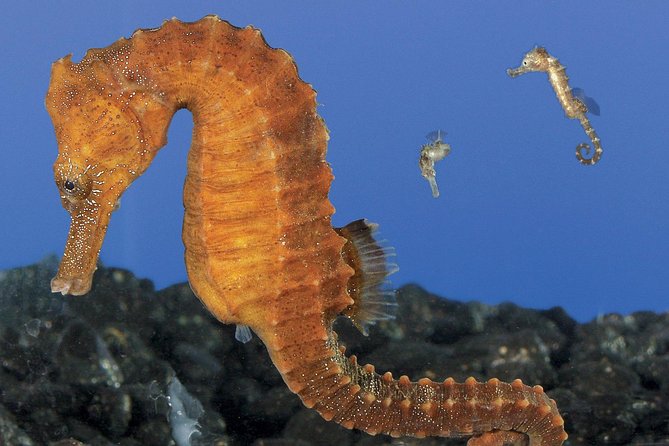 Skip the Ticketing Line: Aquarium of the Pacific General Admission Ticket - Shark Lagoon and the predator factor (the best payoff for adults)
