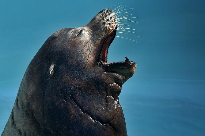 Skip the Ticketing Line: Aquarium of the Pacific General Admission Ticket - Parking, getting there, and the small logistics that matter