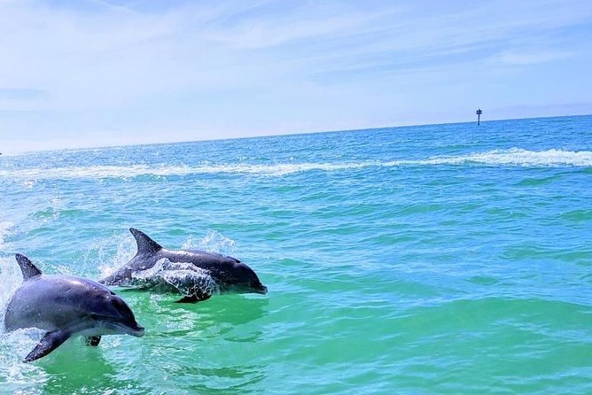 Small Group 2 Hour Dolphin Cruise with Snorkeling to Shell Key - Wildlife Encounters: What You Can Expect, Season to Season