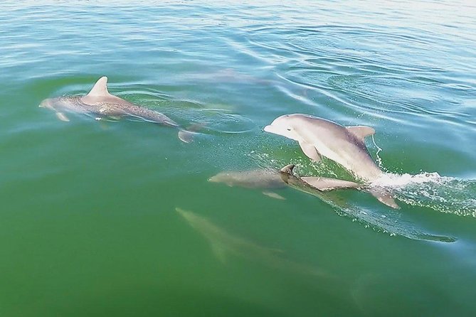 Small Group 2 Hour Dolphin Cruise with Snorkeling to Shell Key - Snorkeling Reality Check: Gear Included, Quality Depends on Conditions