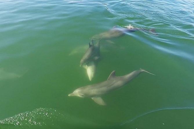 Small Group 2 Hour Dolphin Cruise with Snorkeling to Shell Key - Price and Value at $75: What You Get for 2 Hours