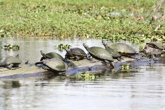 Small-Group Airboat Swamp Tour with Downtown New Orleans Pickup - Who This Tour Fits Best (And Who Should Skip It)