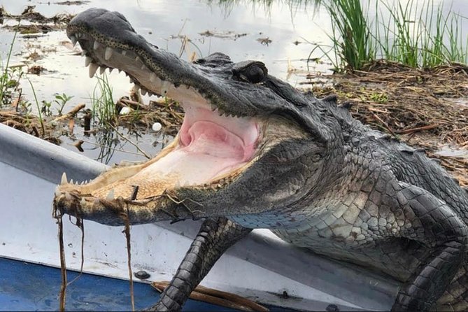 Small-Group Airboat Swamp Tour with Downtown New Orleans Pickup - Airboat Ride Reality Check: Speed, Fan Noise, and Seating