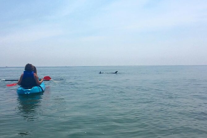 Small Group Dolphin Kayak Eco-Tour - Wildlife you can expect (and what surprises are possible)