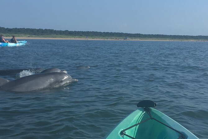 Small Group Dolphin Kayak Eco-Tour - Weather, tides, and why the route can shift