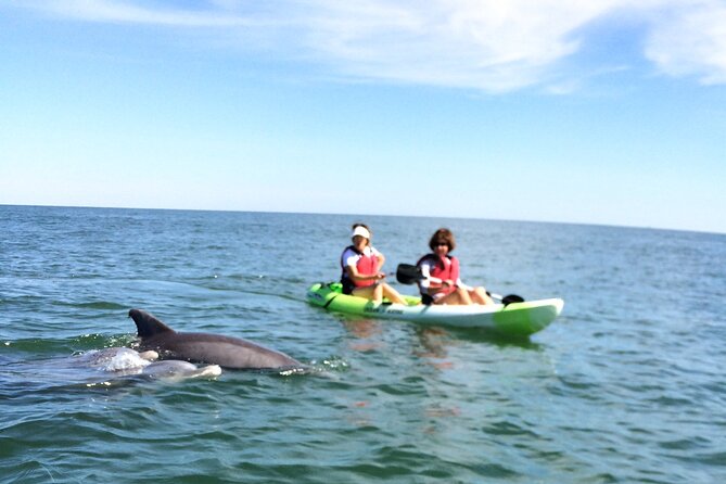 Small Group Dolphin Kayak Eco-Tour - Price and value: $68 for a guide-led wildlife kayak