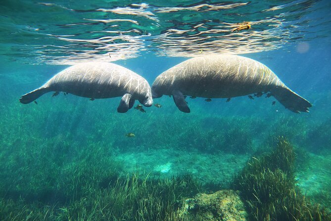 Small Group Manatee Snorkel Tour with In-Water Guide and Photographer - Manatee etiquette and passive observation, explained the way you need