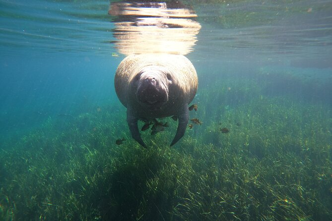 Small Group Manatee Snorkel Tour with In-Water Guide and Photographer - The photographer and your underwater photos: how it works