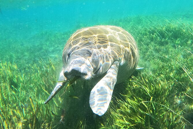 Small Group Manatee Snorkel Tour with In-Water Guide and Photographer - Conservation learning, not just sightseeing