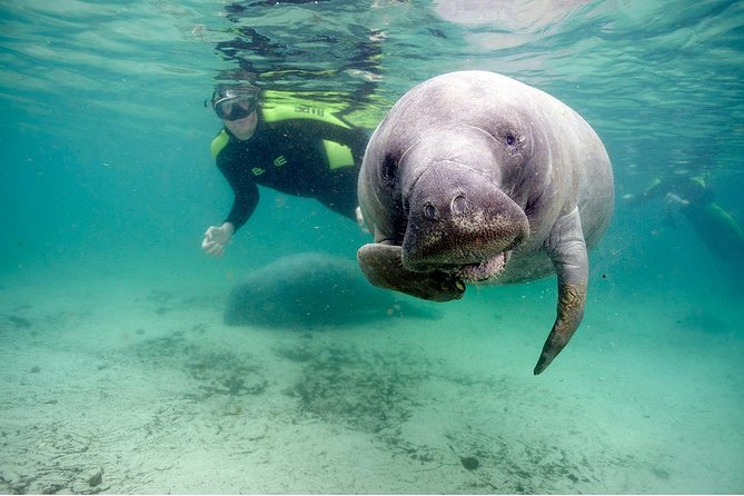 Small group Manatee Tour with In-Water Divemaster/Photographer - Crystal River meets the gentlest giants in Kings Bay