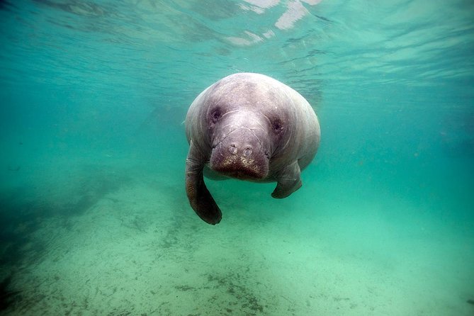 Small group Manatee Tour with In-Water Divemaster/Photographer - Season and water temperature: when manatees are closer