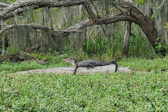 Small-Group Manchac Swamp Kayak Tour - Clothing, bugs, and comfort: what to pack for a swamp paddle