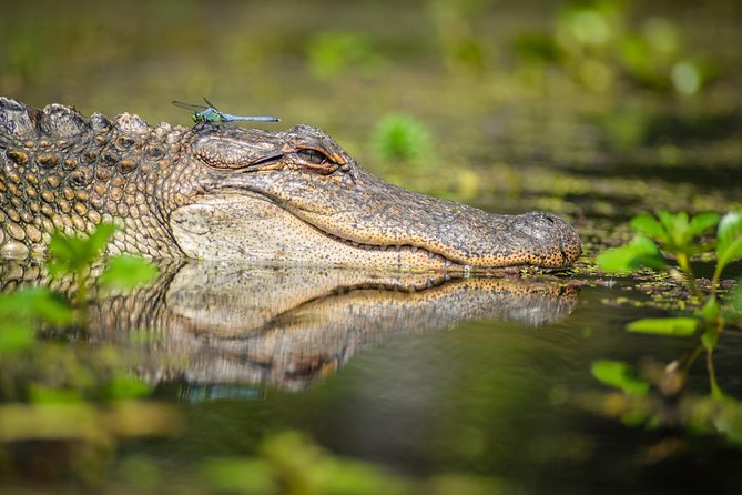 Small-Group Manchac Swamp Kayak Tour with Local Guide - The paddle route, from quiet channels to ghost-town history