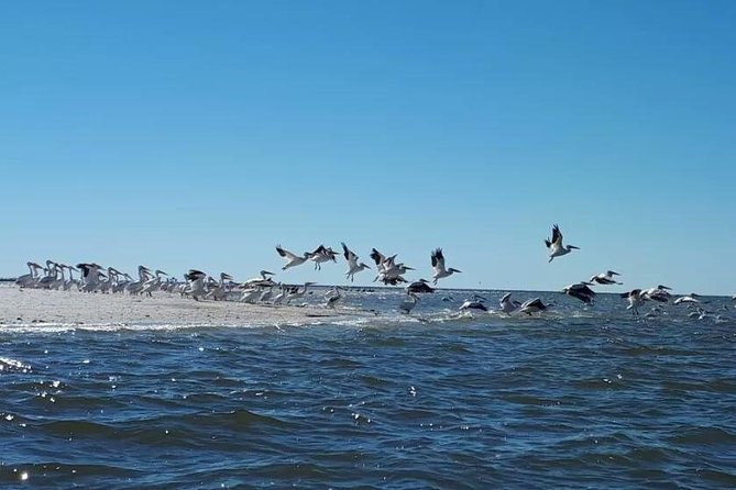 Small Group Motorboat Eco Tour of the Everglades - A Beach Walk and Shell Hunting Moment (When Conditions Allow)