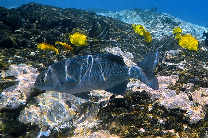 Small-Group Snorkel at Kealakekua Bay in Captain Cook, Big Island - Swim Requirements and Health Limits: Who This Tour Fits