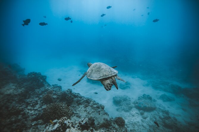 Small Group Turtle Canyon Snorkel in Waikiki (Boat Tour) - Why this Turtle Canyon snorkel works so well in Waikiki