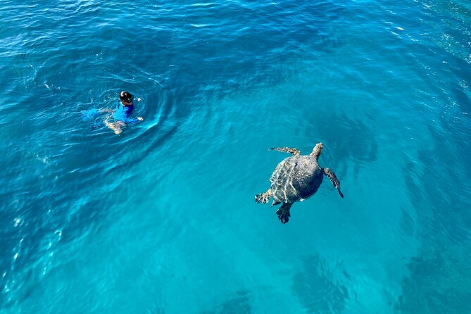 Small Group Turtle Canyon Snorkel in Waikiki (Boat Tour) - Stop 2: Diamond Head State Monument, views plus wildlife watch