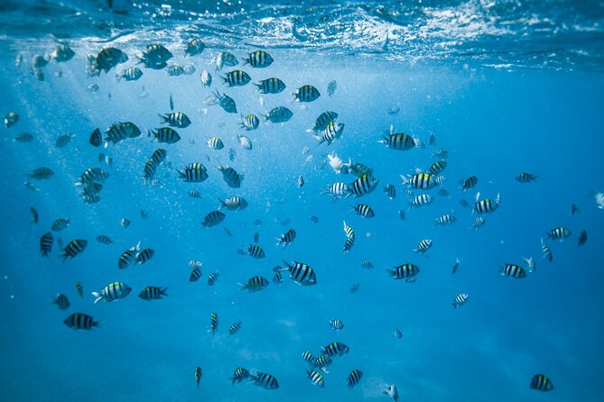 Small Group Turtle Canyon Snorkel in Waikiki (Boat Tour) - Turtle Canyon itself, turtles up close and the right kind of respect