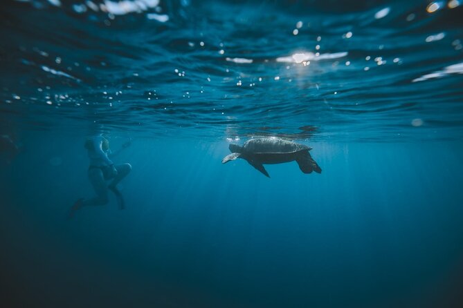 Small Group Turtle Canyon Snorkel in Waikiki (Boat Tour) - Price and value on Waikiki water, what you get for $85