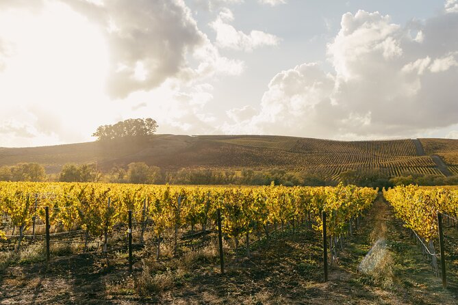 Small Group: Ultimate Napa & Sonoma Wine Tour from San Francisco - Sonoma winery: second tasting with a different feel