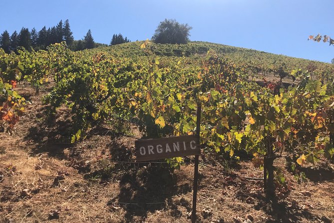 Small-Group Wine Country Tour from San Francisco with Tastings - Small-group size and guides: the human part of the day
