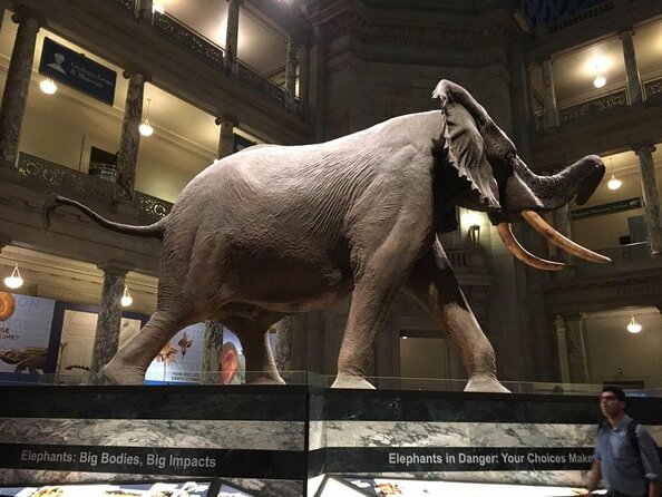 Smithsonian Museum of Natural History - Exclusive Guided Tour - Key things that make this tour worth your time